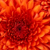 [Image: Chrysanthemum]