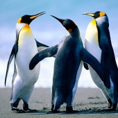 [Image: Penguins]